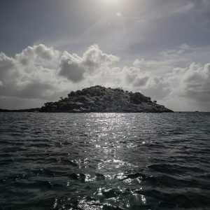 N96-vivierae-123