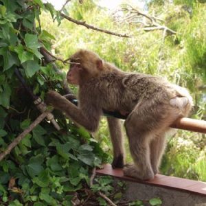 NAR A Rock Monkey