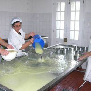 NAR Tour of Pico Cheese Factory