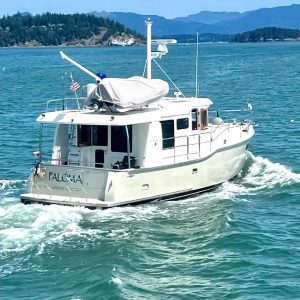 N41 paloma